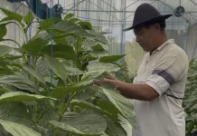 Petani Bali Berhasil Tembus Pasar Premium