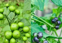 Manfaat Buah Leunca, dari Penghilang Nyeri hingga Antikanker