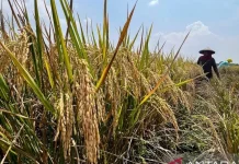 Insentif Dorong Kebanggaan dan Kesejahteraan Petani