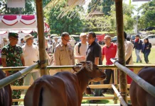 Sekda Gianyar Buka Lomba Bibit Sapi Bali Jantan dan Betina