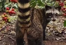 Kopi Luwak jadi Komoditas Elit: Padahal Berasal dari Kotoran Hewan, Ini Alasannya!