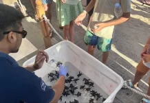 Ratusan Tukik Dilepas di Pantai Kuta