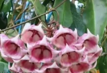 Mengenal Hoya, Si Tanaman "Lilin" Eksotis yang Minim Perawatan