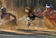 Tajen, antara Tradisi, Hobi dan Cermin Tri Kaya Parisudha