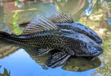 Waspada Konsumsi Ikan Sapu-Sapu: antara Kandungan Nutrisi dan Risiko Logam Berat