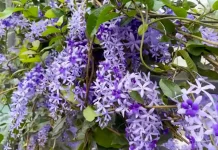 Si Ungu Menawan, Mengenal Petrea Volubilis, Sang "Sandpaper Vine" yang Estetik