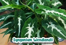 Mewah dengan Sentuhan Velvet, Mengenal Syngonium wendlandii