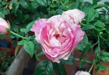 Rahasia Kebun Cantik, Panduan Lengkap Menanam Mawar untuk Pemula