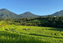 Menjaga Subak sebagai Warisan Budaya Dunia di Jatiluwih