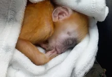 Elang Tikus dan Bayi Lutung Jawa Dievakuasi, Bukti Kepedulian Masyarakat