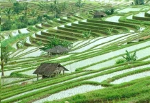 Mewujudkan Bali sebagai Pulau Organik Hadapi Sejumlah Tantangan