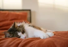 Tidak Melulu Soal Durasi, Ini Fakta Menarik dari Aktifitas Tidur