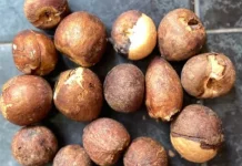 Cara mengolah biji alpukat untuk kesehatan
