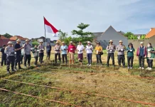 Optimalkan Lahan Bera, Pemkot Denpasar Tanam Jagung Manis di Subak Intaran Barat