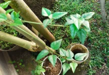 Daun Daluman, Herbal Tradisional dengan Segudang Manfaat Kesehatan