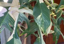 Philodendron Florida Beauty, Sang Diva Eksotis dengan Variegasi tanpa Batas