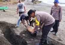 Bangkai ​Lumba-lumba Terdampar di Pantai Melaya