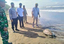 Terdampar Mati, Petugas Kubur Bangkai Penyu di Pantai-Yehembang