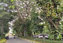 DLHK Denpasar Tanam 234 Pohon Perindang hingga April 2026