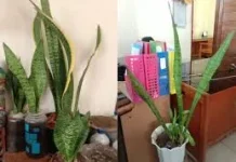 Lidah Mertua, Tanaman Cantik yang Bikin Udara Lebih Sehat