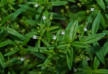 Rumput Mutiara Tanaman Liar di Pekarangan yang Menghambat Pertumbuhan Kanker
