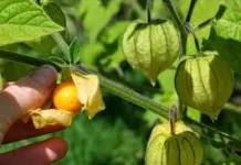 Ciplukan , Buah  Lampion Masa Kecil yang ternyata Herbal Mahal