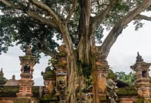 Makna Pohon Beringin dalam Tradisi dan Ekologi Bali