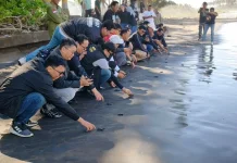 Pegadaian Kanwil VII Denpasar Dukung Pelestarian Penyu