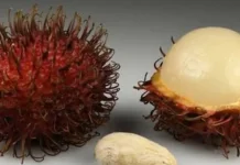 Jangan Dibuang Ini Khasiat Biji Rambutan yang Jarang Diketahui