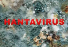 Ini Fakta-Fakta Penting Hantavirus