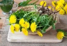 Bermanfaat untuk Kesehatan: Konsumsi Bunga Dandelion Wajib Konsultasi