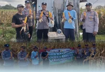 Polres Badung Panen Jagung Dukung Ketahanan Pangan Nasional