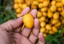Bukan Cuma Manis, Alasan Kurma Muda Disebut Booster Tubuh Alami