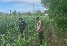 Bhabinkamtibmas Kamasan Dampingi Petani Jagung dalam Program Ketahanan Pangan