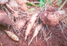 Mengenal Ubi Yacon, Si "Apel Tanah" dari Andes yang Kaya Manfaat