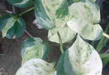 Sirih Manjula, Sang "Putri" Mewah dari Keluarga Epipremnum