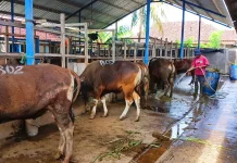 Iduladha 2026: Sapi Bali Laris, Kuota Habis