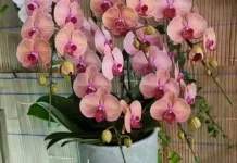Pesona Anggrek Bulan, Tak Pernah Pudar dari Hati Masyarakat