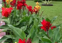 Bunga Kana, Si "Tasbih" Tropis yang Cantik dan Ampuh Menyerap Polutan