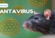 Belum Ada Vaksin Khusus Hantavirus, PHBS Langkah Pencegahan
