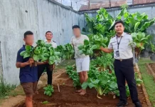 Panen Pakcoy Wujud Pembinaan Kemandirian Warga Binaan