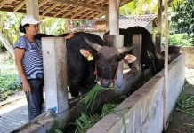 Sapi Peternak Jembrana Dibeli Presiden Prabowo