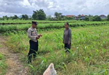 Bhabinkamtibmas Desa Satra Sambangi Petani Jagung
