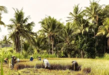 Anggota Komite III DPD RI  Perjuangkan Insentif untuk Petani Subak Jatiluwih