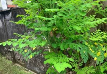 Daun Kelor, Superfood yang Menjelma Jadi Rahasia Kulit Awet Muda