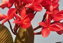 Plumeria,  Berubah Citra dari Tanaman Mistis Menjadi Ikon Kemewahan Tropis