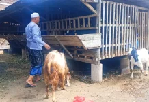 Pasar Sepi, Pembeli Hewan Kurban di Jembrana Pilih 'Potong Kompas'