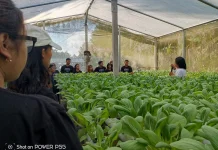 Hidroponik Solusi Pertanian Efisien dan Ramah Lingkungan