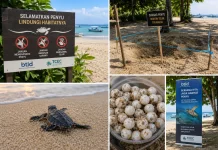 BTID Tekankan Kolaborasi Jaga Habitat Penyu di Kawasan Serangan Bali