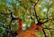 Pohon Intaran, Warisan Herbal Bali dan Sarat Mitologi